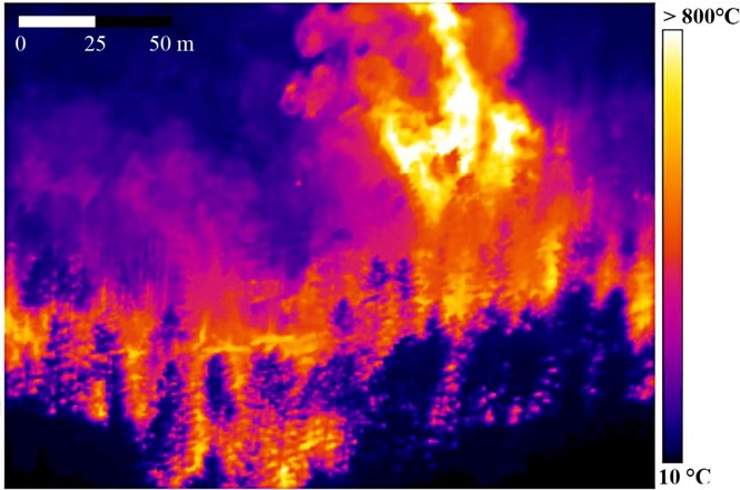 Broadband thermal data of wildland fire, with a tree torching 